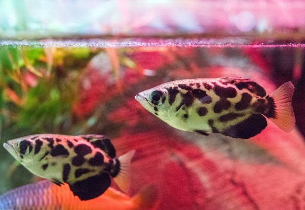 Aquarium bei Hitze abkühlen - © Foto: Andrea Warnecke