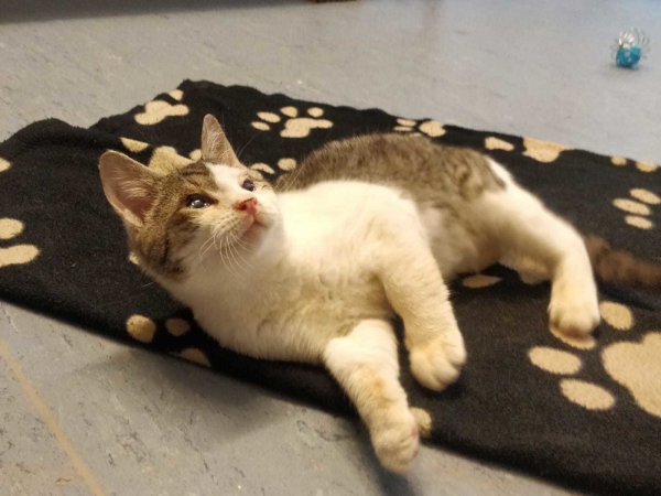 "Schnupfi" sucht ein neues Zuhause. - © Tierheim Detmold