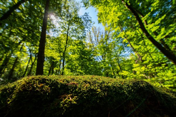 Der Wald in NRW hat sich verändert (Foto Archiv). - © Guido Kirchner/dpa