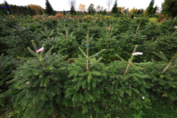 Bundesweit werden dem Verband zufolge jährlich zwischen 23 und 25 Millionen Weihnachtsbäume verkauft. (Archivfoto) - © Karl-Josef Hildenbrand/dpa