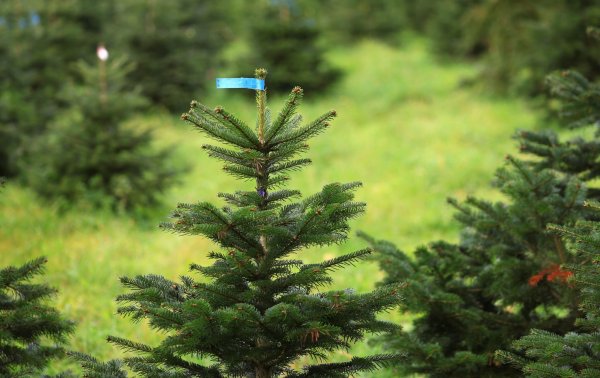 Etwa ein Drittel aller Weihnachtsbäume in Deutschland kommt aus Nordrhein-Westfalen - © Karl-Josef Hildenbrand/dpa