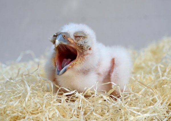 Jungvogel - © Foto: Holger Hollemann