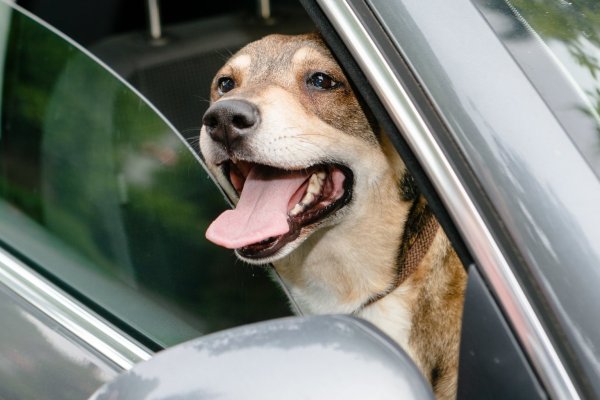 Hund im Auto - © Foto: Markus Scholz