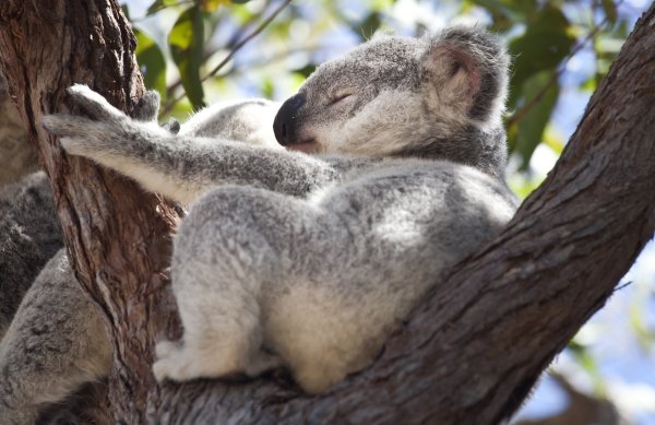 Koala - © Foto: Daniel Naupold/dpa