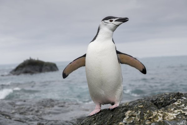 Zügelpinguin - © Foto: Christian Åslund/Greenpeace UK/dpa