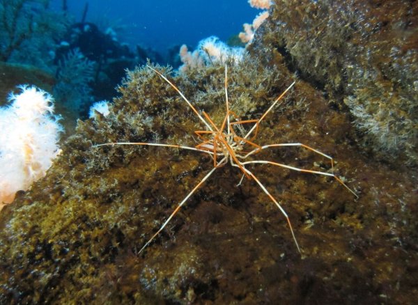Zwei Asselspinnen der Art Colossendeis megalonyx liegen aufeinander. Einem Forschungsteam ist es gelungen, ein seit über 140 Jahren ungelöstes Mysterium aufzuklären. - © R. Robbins/dpa
