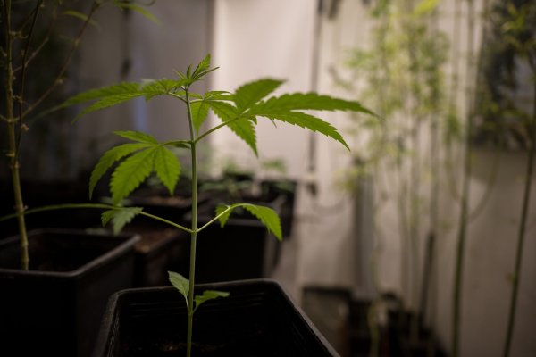 Erlaubt werden soll für Erwachsene ab 18 Jahren grundsätzlich der Besitz von bis zu 25 Gramm Cannabis zum Eigenkonsum. In der eigenen Wohnung sollen drei lebende Cannabispflanzen legal werden und bis zu 50 Gramm Cannabis zum Eigenkonsum. - © Sebastian Gollnow/dpa