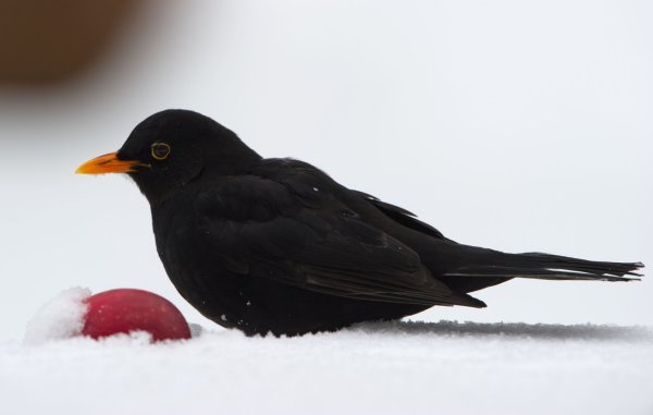 Amsel - © Foto: Tim Brakemeier