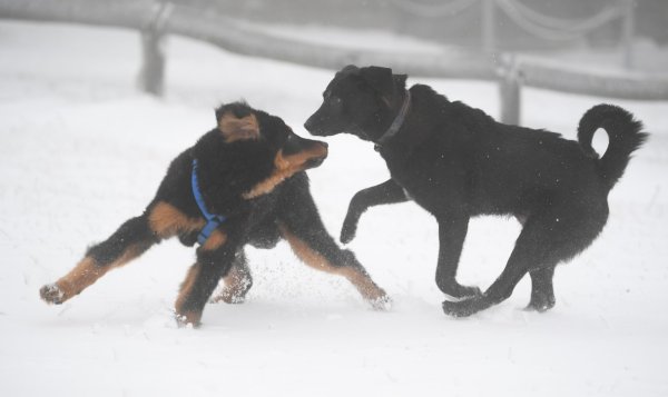 Max und Luna - © Foto: Arne Dedert