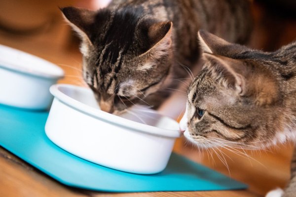 Katzen brauchen gutes Futter, um gesund zu bleiben. Das muss gar nicht das teuerste sein. - © Franziska Gabbert/dpa-tmn/dpa