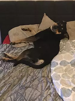 Die Bielefelder und ihre verwöhnten Flohbomber. - © Privat