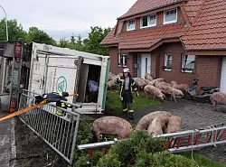 Feuerwehr und Polizei versuchen, die Borstenviecher wieder einzufangen. - &copy; FOTO: RALPH MEYER