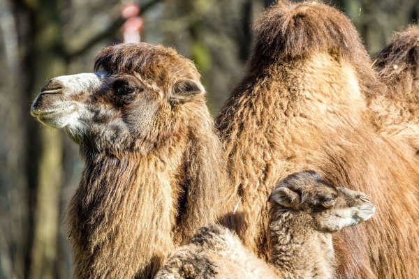Der kleine Ringo genießt mit seiner Mutter Kashuri einen entspannten Tag steht im Cottbuser Tierpark. - © Frank Hammerschmidt/dpa
