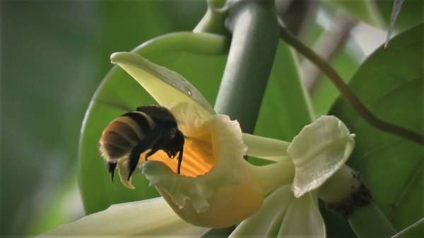 Bis 2050 könnten manche Vanillepflanzen mehr als die Hälfte ihrer natürlichen Lebensräume verlieren. - © Charlotte Watteyn/Eurekalert/dpa