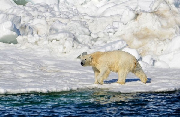 Ein Eisbär hat sich zum ersten Mal mit dem Vogelgrippe-Virus infiziert.(Archivbild) - © Brian Battaile/U.S. Geological Survey/AP/dpa