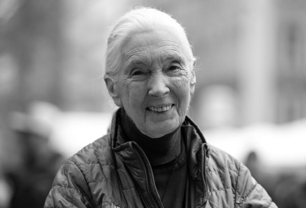 Die britische Schimpansen-Forscherin und Umwelt-Aktivistin Jane Goodall ist tot. - © Sven Hoppe/dpa