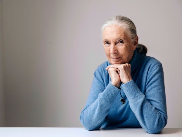Die berühmte Schimpansenforscherin Jane Goodall ist im Alter von 91 Jahren gestorben. (Archivbild) - © Victoria Will/Invision/AP/dpa