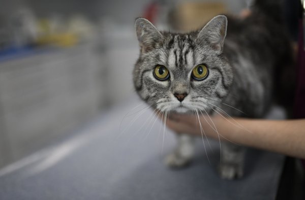 Erste Hilfe bei Katzen-Wunden - © Foto: Ina Fassbender/dpa-tmn