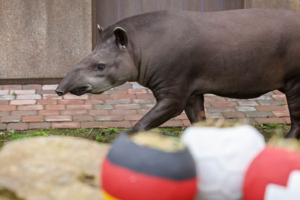 Tapir Theo tippt auf Spanien. - © Christoph Reichwein/dpa