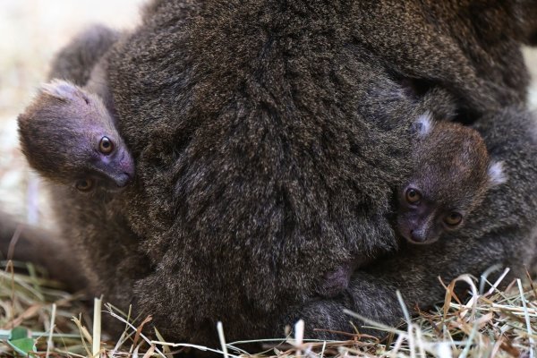 Momentan trägt Izy ihre Mitte Juni geborenen Kleinen noch rund um die Uhr am Bauch. - © Marcel Vogelfänger/Kölner Zoo/dpa