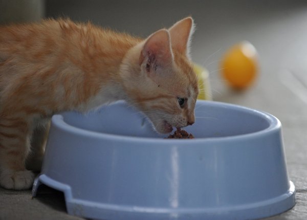 Katze - © Foto: Soeren Stache/dpa