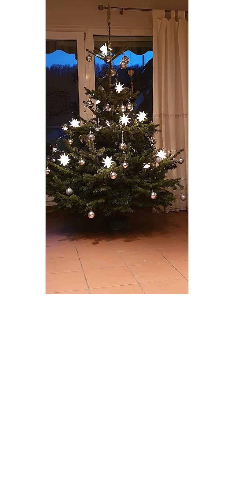 Weihnachtsbäume in Lippe