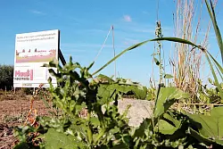 Von 80 Hektar sind im Industriegebiet Lieme nur noch fünf für Firmen verfügbar. - © Foto: Pavlustyk