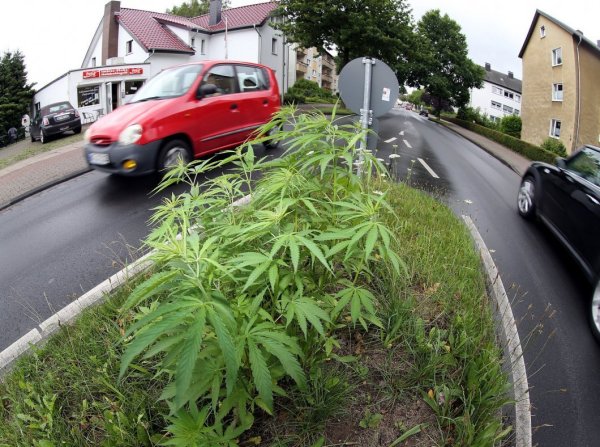 Wächst unscheinbar auf einer Verkehrsinsel: Die Cannabispflanzen am 
Horstheider Weg entdeckte ein Gast in einer nahegelegenen Imbissstube 
(hinten links). Zahlreiche Autofahrer fahren jedoch daran vorbei, ohne 
den Hanf zu erkennen. - © Wolfgang Rudolf