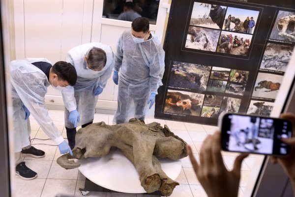 Forscher untersuchen die Überreste eines rund 50.000 Jahre alten Mammutbaby. - © Michil Yakovlev/Mammoth Museum at the Russian North-Eastern Federal University telegram channel/AP/dpa