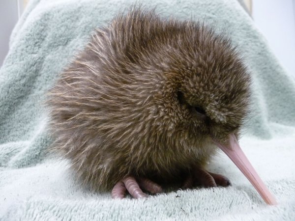 Ein fünf Tage alter Kiwi, geschlüpft in einer Aufzuchtstation an der südlichen Westküste Neuseelands. - © ---/West Coast Wildlife Centre/dpa