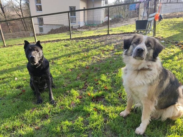 Hündin Reha und Rüde Felix suchen ein gemeinsames Zuhause. Aktuell wohnen sie im Tierheim Detmold. - © Tierheim Detmold