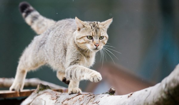 Wildkatze - © Foto: Julian Stratenschulte/dpa/dpa-tmn