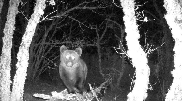 Braunbär gesichtet - © Foto: Zeitun Films/dpa
