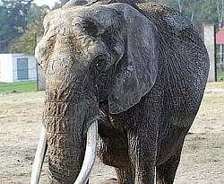 Nicht l&auml;nger alleine: Elefantendame Didi (39) hatte im April 2014 Jahr

den letzten ihre urspr&uuml;nglich f&uuml;nf Kollegen verloren. - &copy; URI