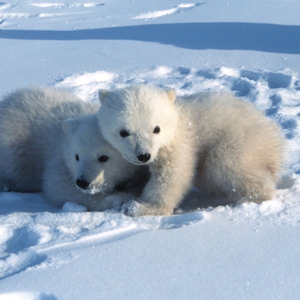 Junge Eisbären in Spitzbergen verlassen um den 9. März herum erstmals ihre Geburtshöhlen. - © Steven C. Amstrup/Polar Bears International./dpa