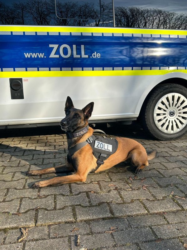 Diensthund «Frieda» sitzt vor einem Einsatzwagen des Zolls. - © -/Zoll Duisburg/dpa