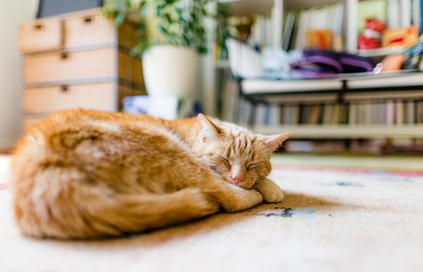 Alt, aber noch längst nicht fertig: Ab dem Alter von zwölf Jahren gelten Katzen in der Regel als Senioren. - © Markus Scholz/dpa-tmn