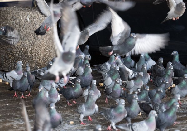 Ein Gut rettet 200 Tauben aus Limburg. (Archivfoto) - © Boris Roessler/dpa