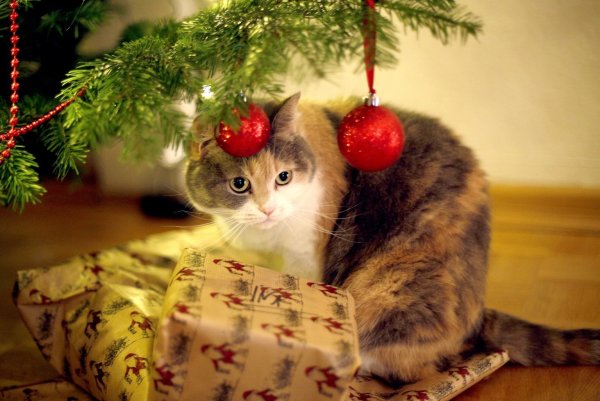 Katze unter Weihnachtsbaum - © Foto: Ina Fassbender/dpa-tmn