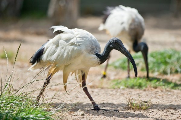 Heiliger Ibis - © Foto: Daniel Karmann/dpa