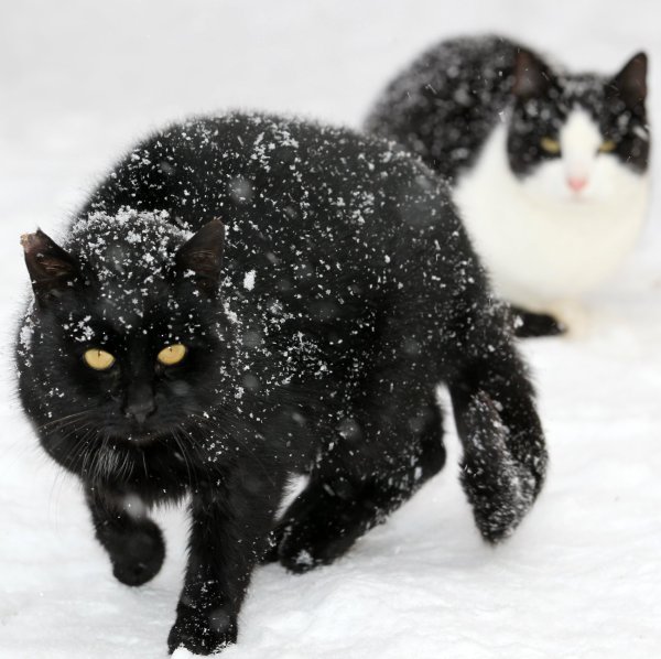 Katze im Schnee - © Foto: Bernd Wüstneck/dpa-Zentralbild