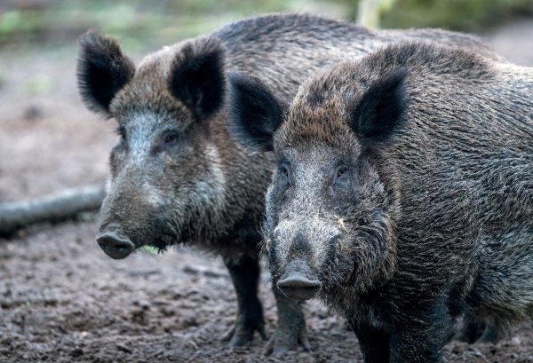 Wildschweine - © Foto: Jens Büttner