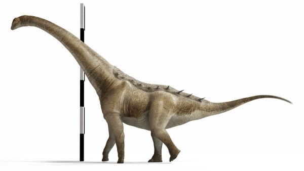 Menschen hätten dem in Spanien neu entdeckten Dinosaurier nicht einmal bis zur Schulter gereicht. - © Gbe-Uned/dpa