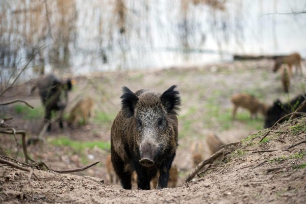 Wildschweine haben kleine Augen und einen kräftigen Rüssel. Ausgewachsene Männchen können bis zu 250 Kilogramm schwer werden. - © dpa
