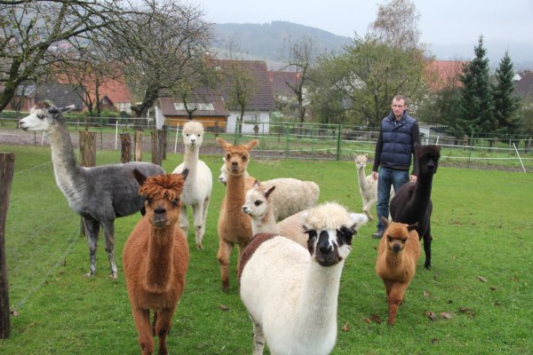 David Loke hat mittlerweile zehn Alpakas und im kommenden Jahr kommt noch weiterer Zuwachs. - © Iris Liebig