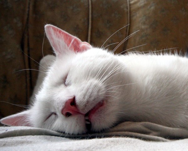 Im Bielefelder Katzencafé kommt es immer mal wieder zu schwierigen Begegnungen zwischen Katzen und Kindern (beziehungsweise deren Eltern). - © Archivfoto: Alexandra Buck