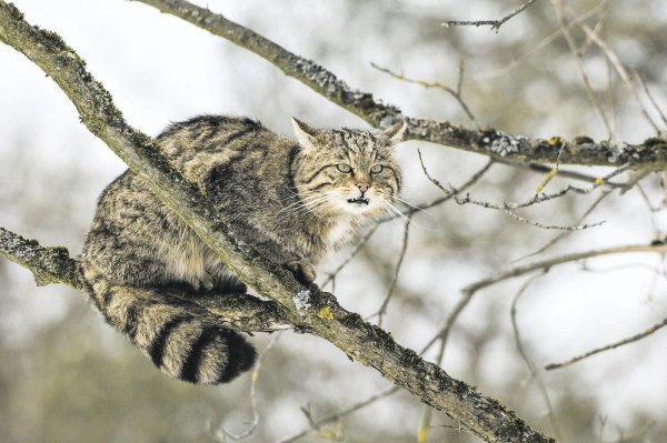 Momentaufnahme: Wildkatzen sind äußerst scheu, weshalb Menschen sie im Wald nur selten zu Gesicht bekommen. - © Foto: epd