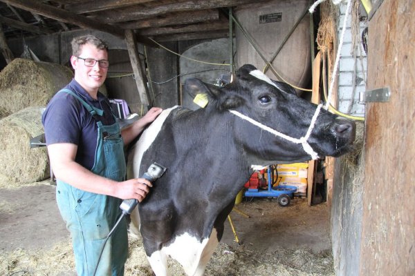 Im Schönheitssalon: Lennart Landwehr bereitet Milchkuh Genua mit einer Schermaschine auf die Schau der Rinder-Union West am Donnerstag in Hamm vor. - © Carolin Nieder-Entgelmeier