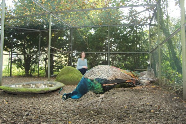 Letzte Mahlzeit in der Voliere: Lydia Bulling vom Staatsbad war dabei, als der männliche Pfau ins große Wildgehege entlassen worden ist. Sobald er dies als sein Revier angenommen hat, soll ihm auch das Weibchen folgen. - © Carolin Brokmann