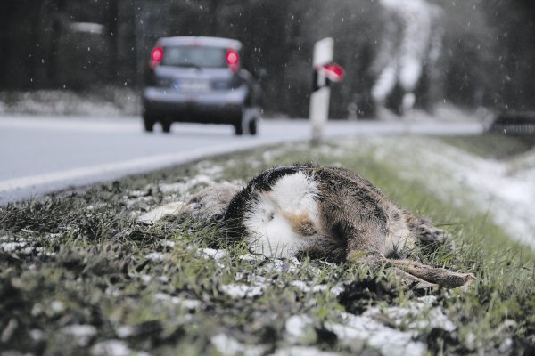 Zu mehreren Wildunfällen kam es am Wochenende im Kreis Paderborn. - © David Schellenberg/ Symbolbild